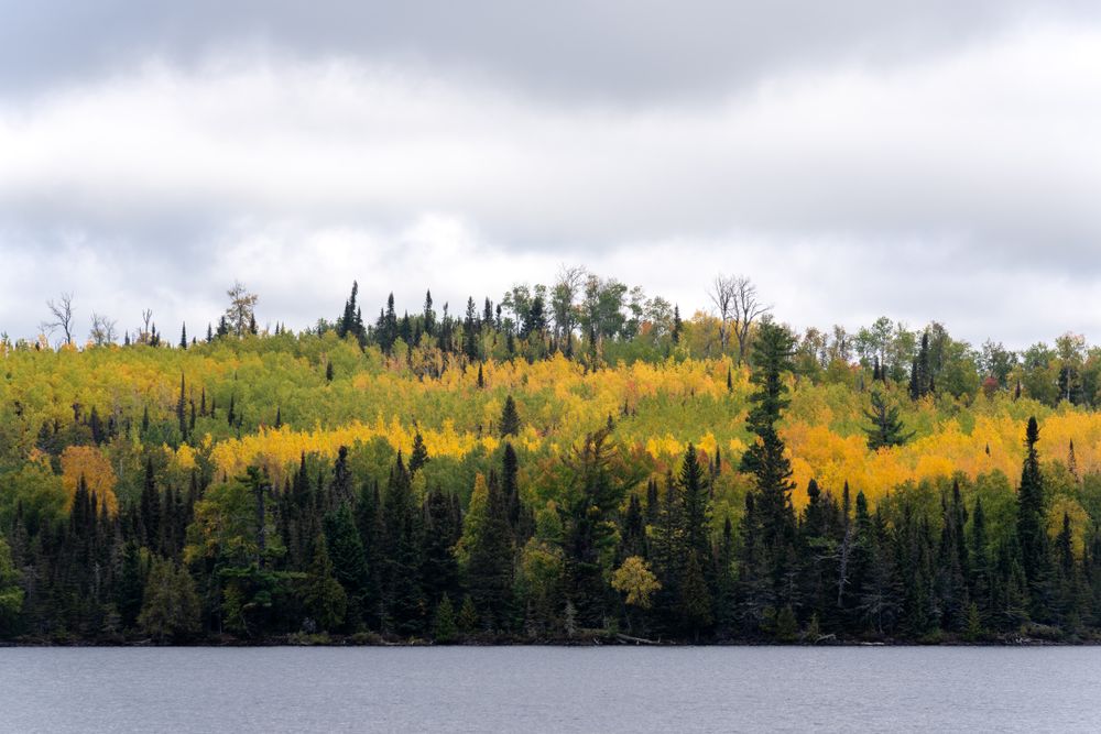 Overcast day in fall forest