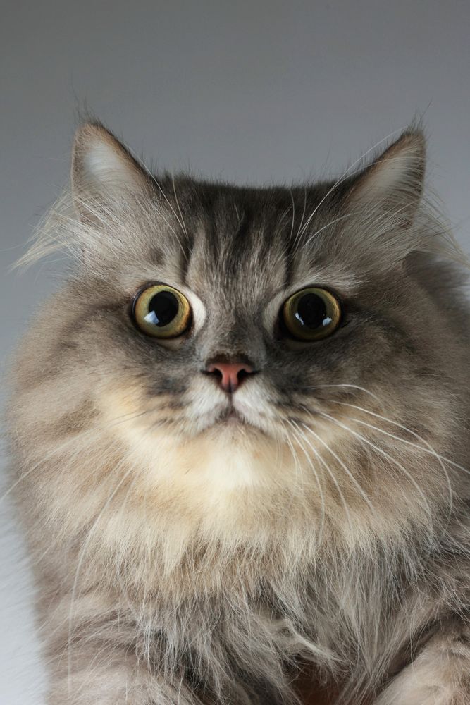 Grey Long Hair Persian Cat