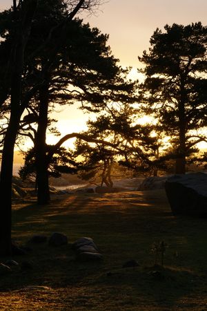 Peaceful meadow in pine forest near lake at sunset