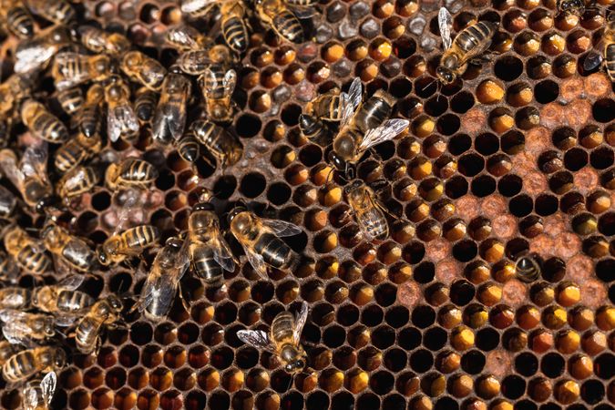 Bees on honeycomb in apiary