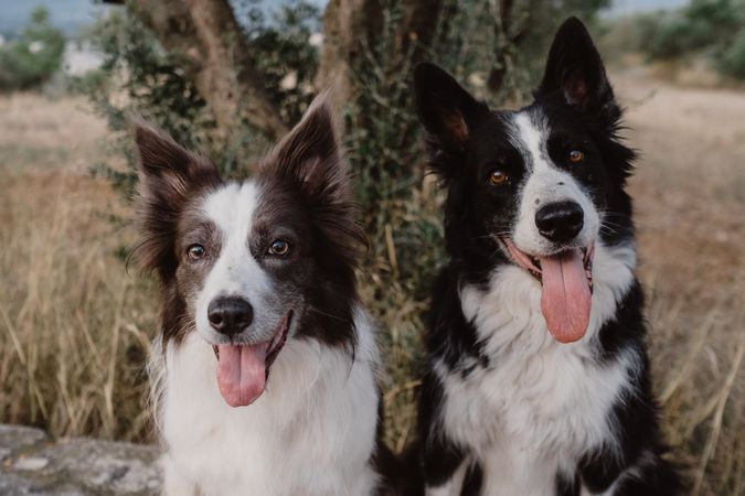 Border Collie dogs sitting on brick fence in countryside