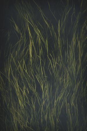 Oblong juicy grass on dark background
