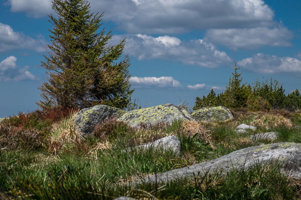 Rocks and grass under a blue sky with clouds