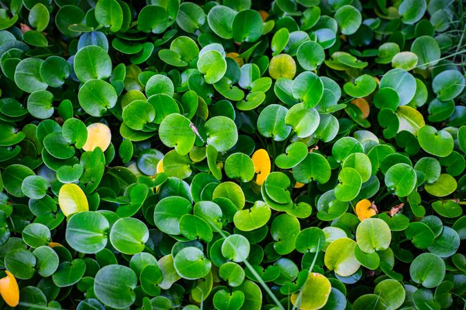 Small green leave texture background