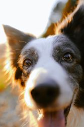 Border collie sitting on meadow