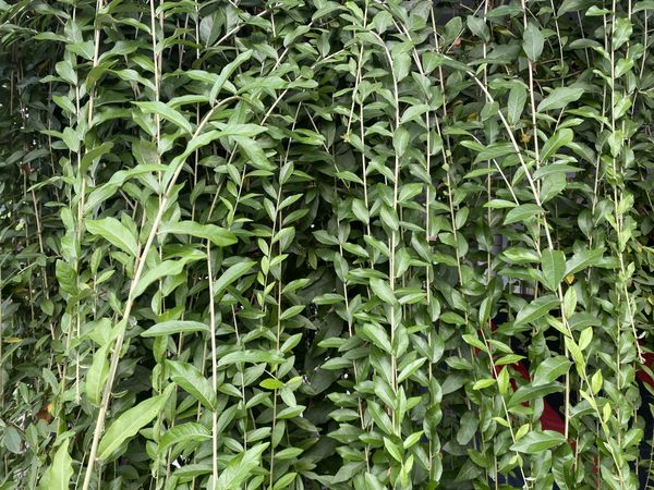 Vines