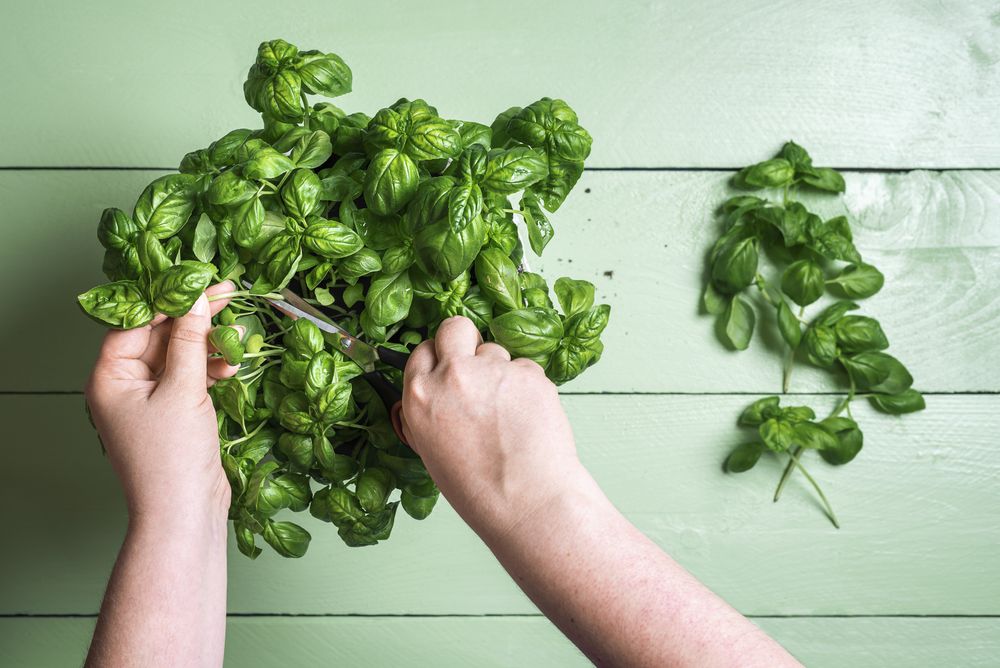 Harvesting homegrown basil herbs