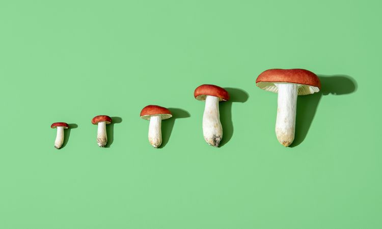 Edible wild mushrooms of different sizes on a green background, above view