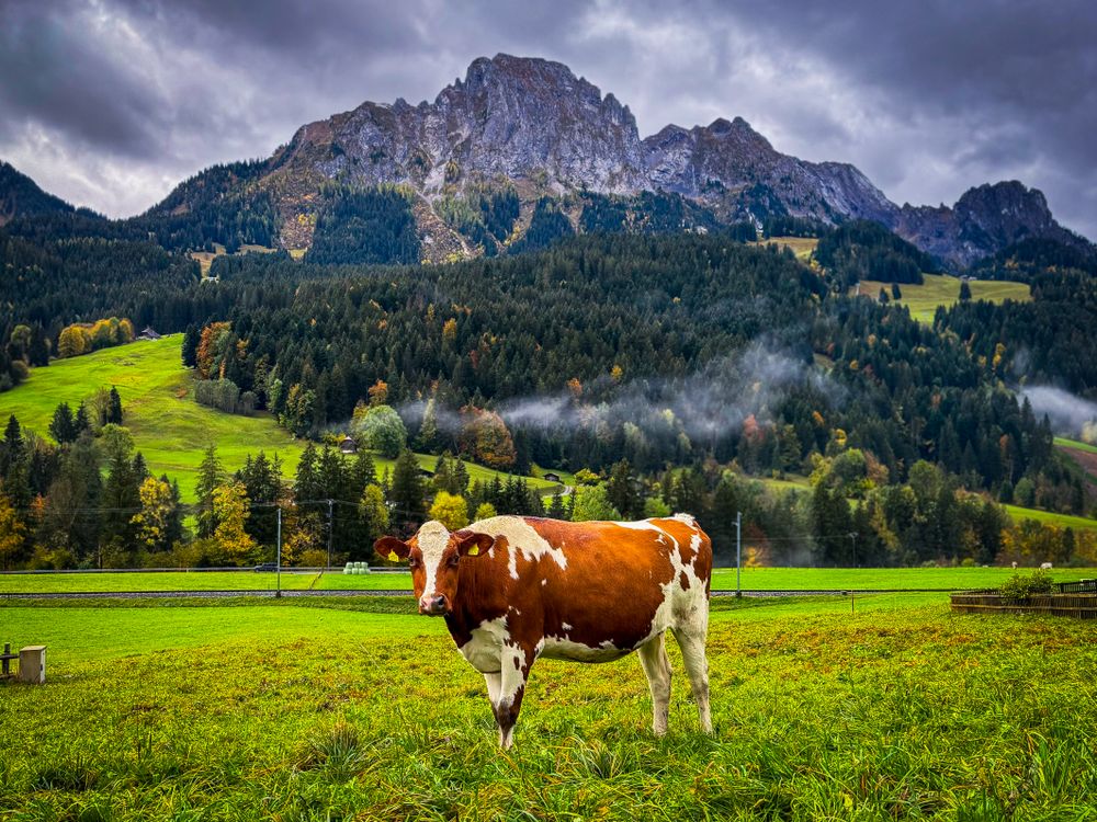 Brown cow grazing at the foot of the Videmanette