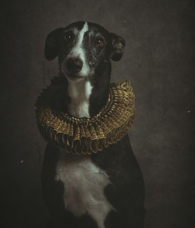 Smooth fox terrier in elegant golden ruff