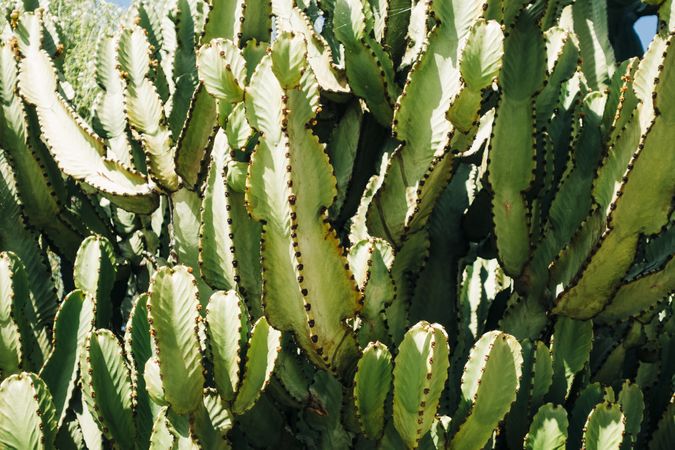 Close-up cactus