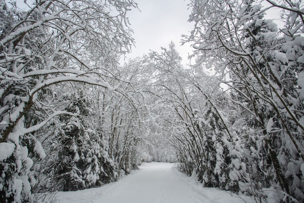 Winter forest landscape with snow