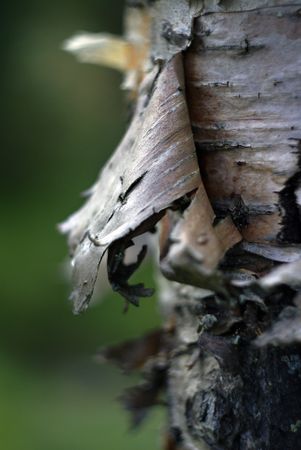 Cork on birch in forest