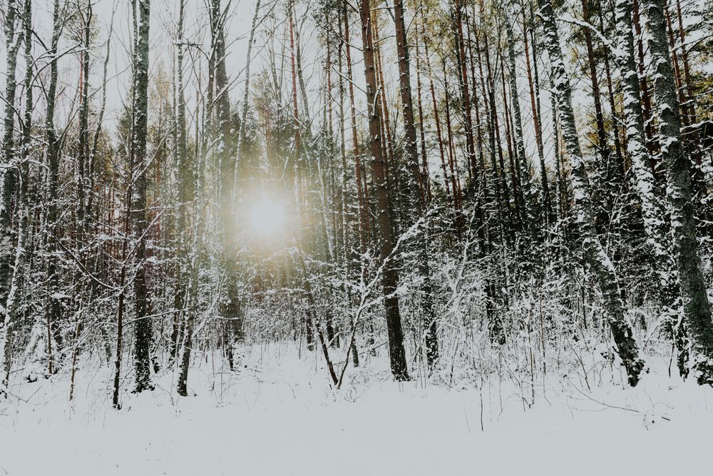 Winter forest at sunrise