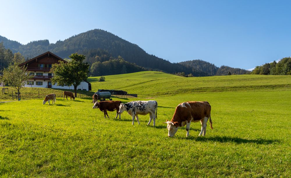 Cows grazing at a ranch in the Bavarian Alps, on a sunny day in September