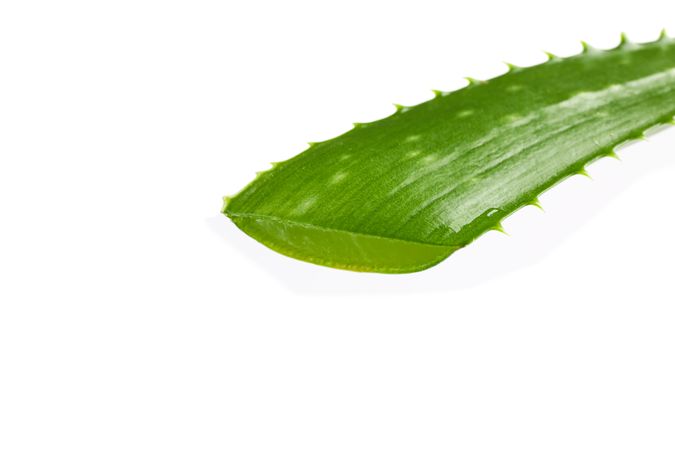 Aloe vera fresh leaf isolated on blank background, closeup. Treatment plant
