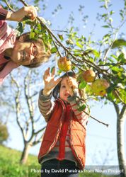 Little girl picking apples from tree with mature woman 0Ld3NX