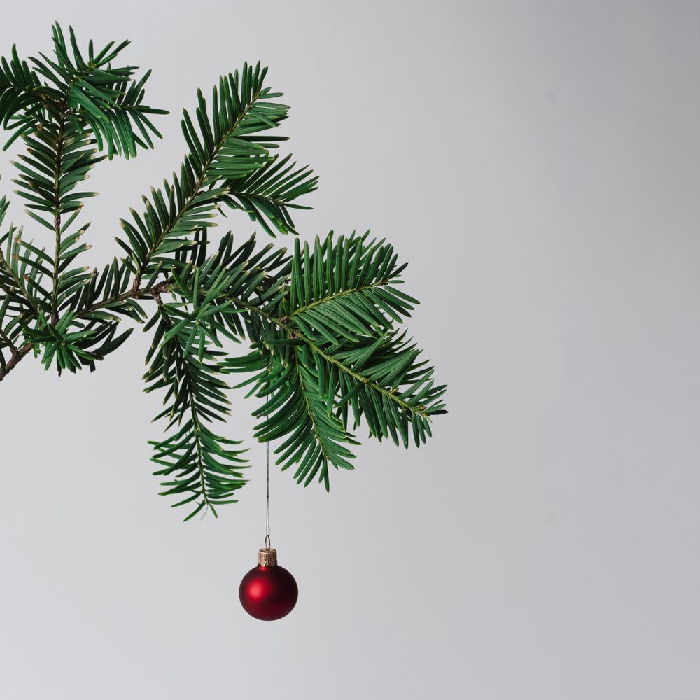 Pine tree branch on light background with single red bauble