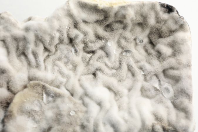 Mold, fungus on food close-up, dangerous to health.