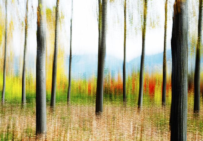 Blurred trees in forest