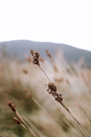 Dry plant in field