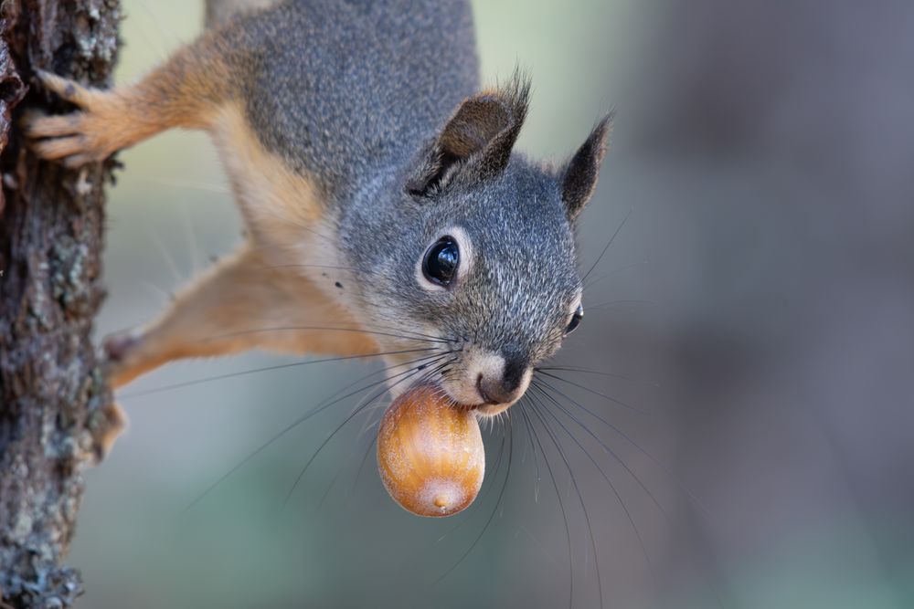 A Douglas squirrel descends a tree with meal