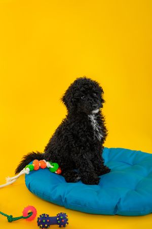 Cute poodle dog sitting tall on blue bed surrounded by toys