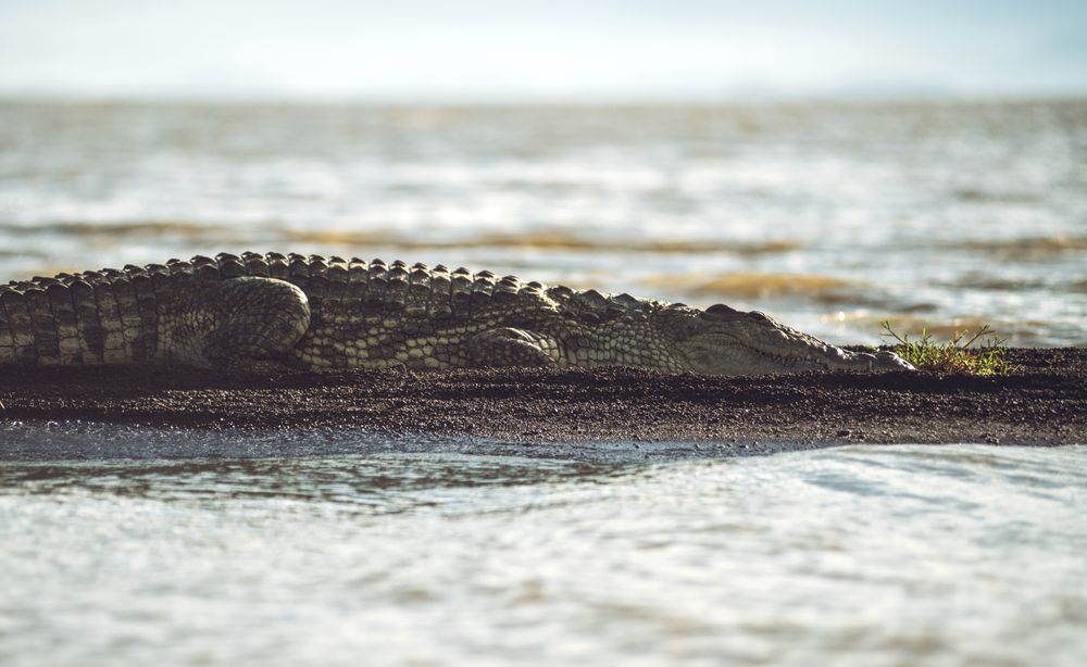 Crocodile sleeping near water