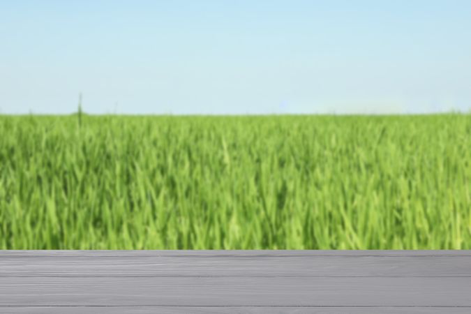 Grey wooden background. Texture for your design. Space for text