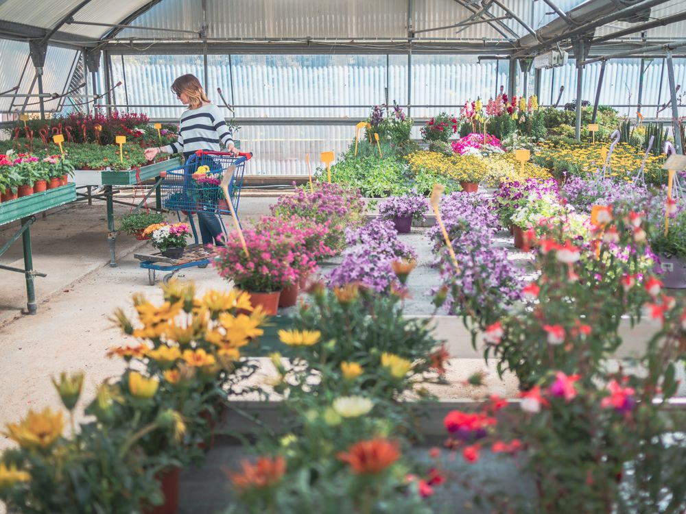 Female choosing plants for garden on flower market