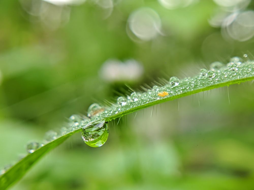 dew on a very sunny morning