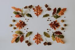 Symmetrical lay out of autumnal leaves on light background