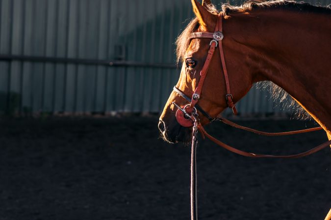 Close up of a brown horse in the stable
