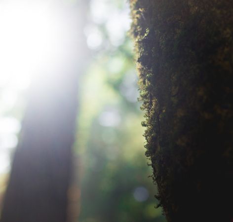 High green trees in forest in summer