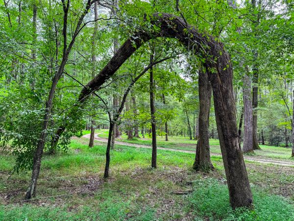 Fallen tree trunk splitting to bend next to forest drive