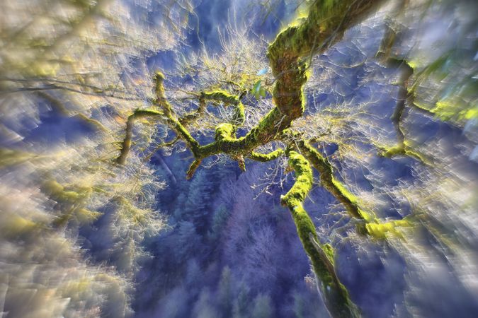 Green branches covered with moss