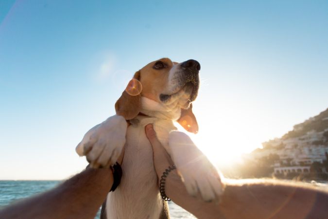 POV of dog being spun on beach