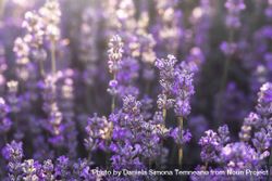 Lavender flowers in bloom in sunlight bGMLA5