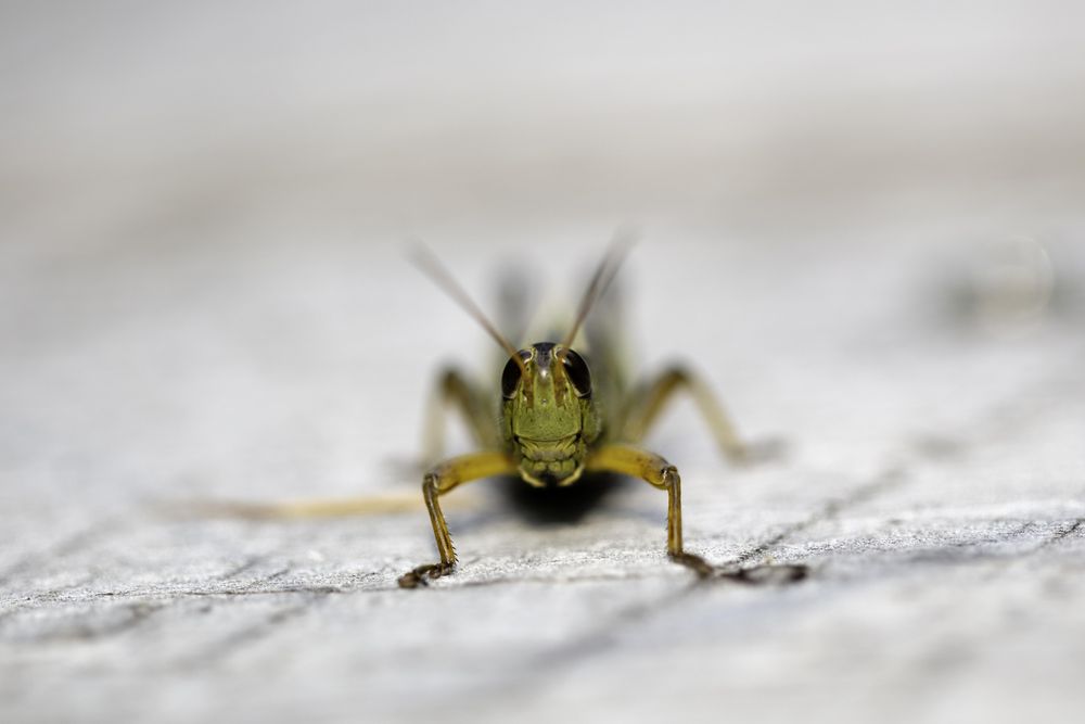 Grasshopper at Fringed Gentian Bog & Auggie's Boardwalk in Meadowlands, Minnesota