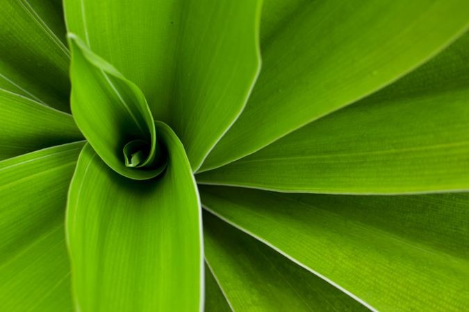 Green Leaf Background With Pattern