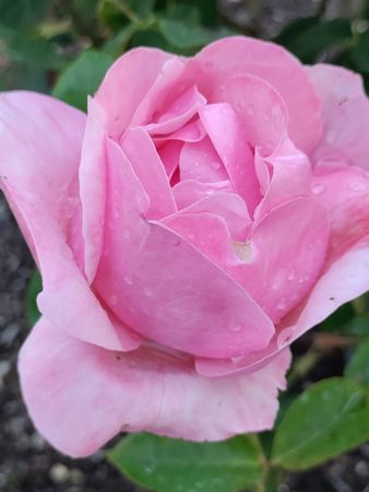 Pink rose, close up