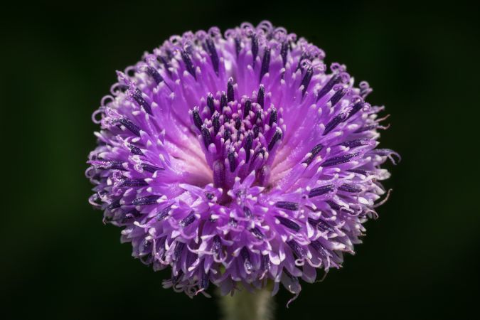 Close up of Adenoon Indicum, also known as Blue Sonki, clicked at Kaas Plateau in India