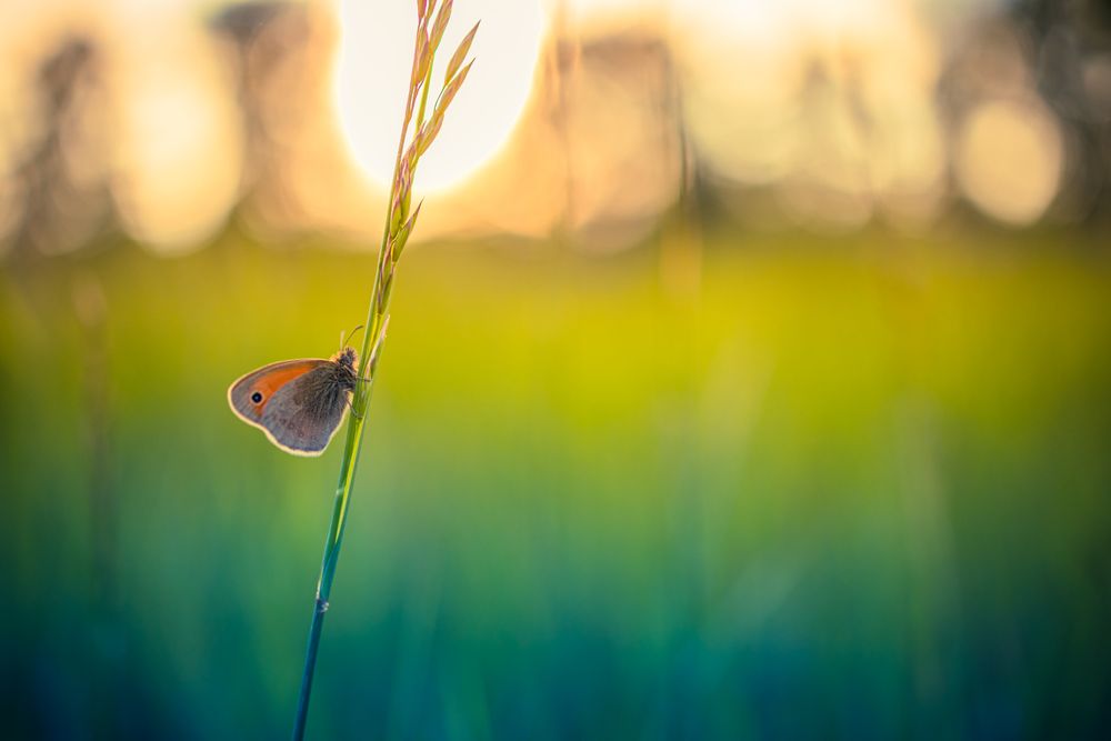 Colorful moth on a long piece of grass