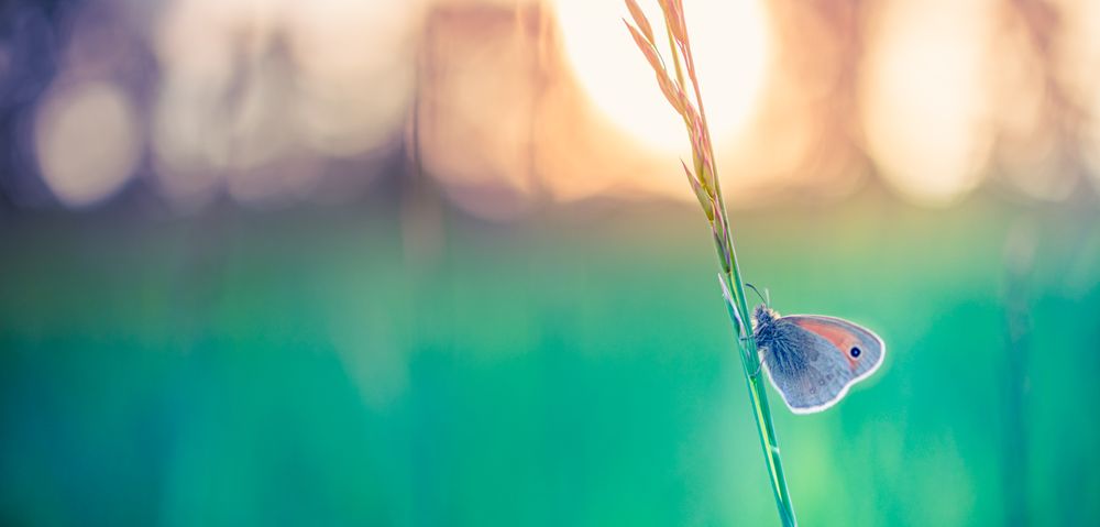 Close up of moth on long grass, wide