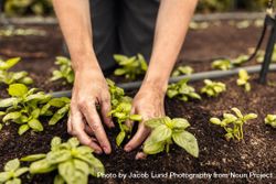 Female farmer's hands planting a seedling into the ground 0W6zjb
