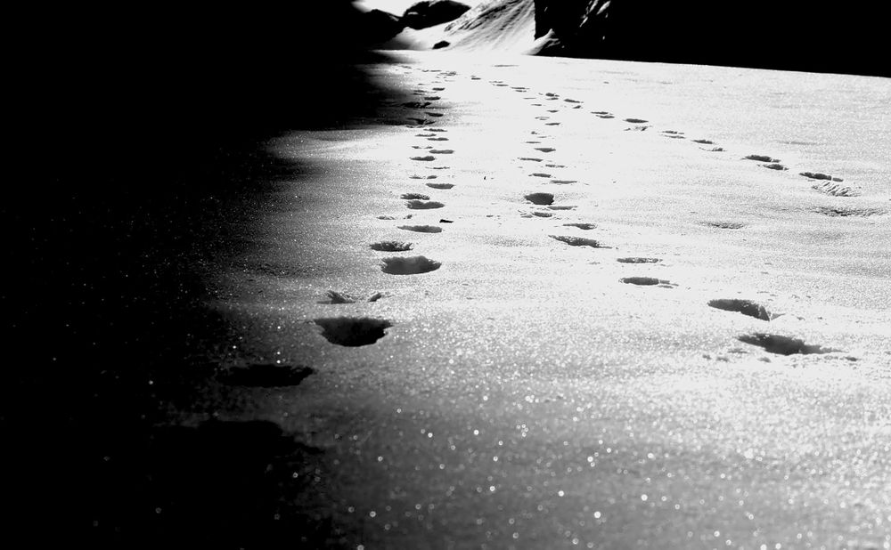 Silent Traces: Animal Footprints in Snowy Silence