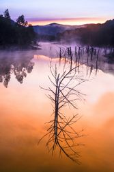 Beautiful mysterious river with trees in mist