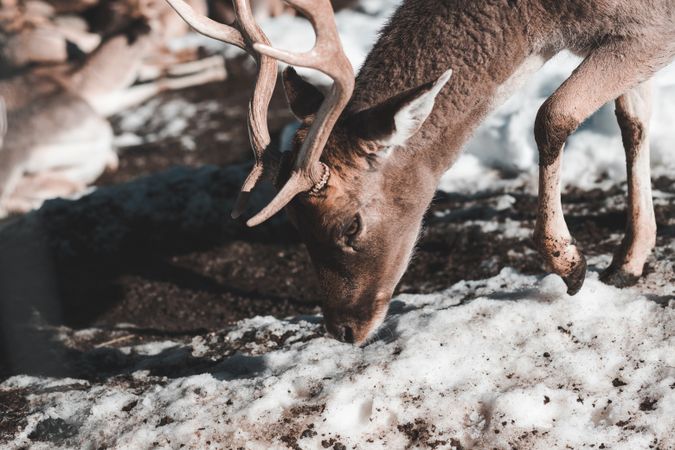 Deer pasturing in snow field