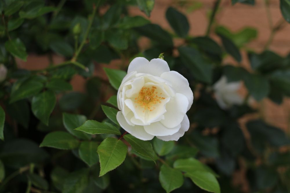 Beautiful rose blooming among green leaves in a garden during spring season