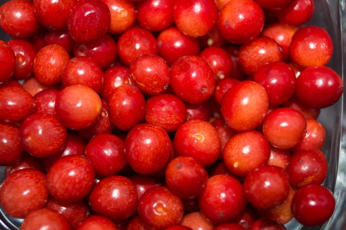 Cranberry lot in close-up
